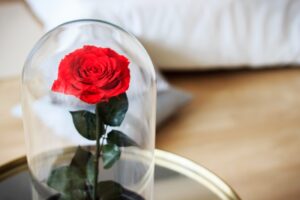 rosa rossa sotto campana di vetro