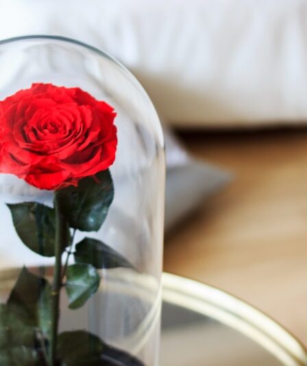rosa rossa sotto campana di vetro